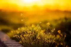 瑞士轮第一日英雄麦克疯